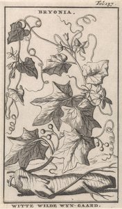 White Bryony by Caspar Luyken