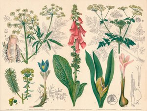 British Poisonous Plants, mid-late 19th century