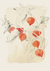 Chinese Lantern Sketch