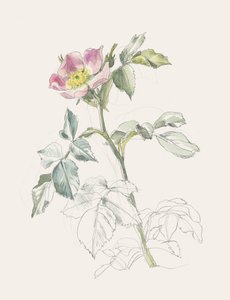 Delicate Pink Wild Rose by Catalina Somolinos