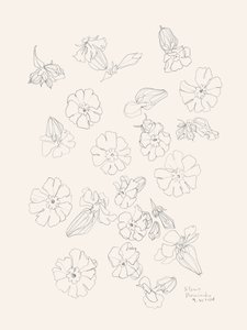 Elegant Flower Drawings by Catalina Somolinos