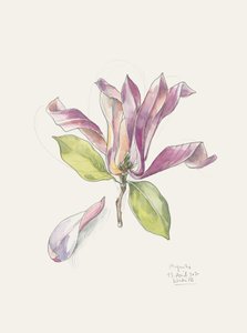Pink Watercolor Magnolia by Catalina Somolinos