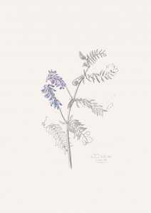 Purple Vetch Drawing