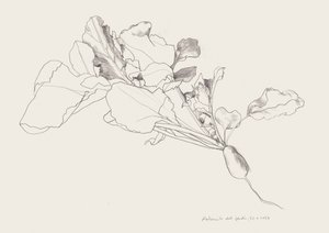 Radish Botanical Drawing by Catalina Somolinos