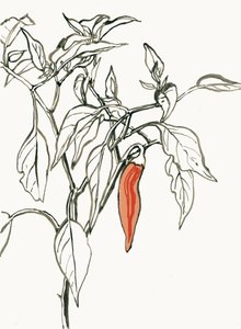 Vibrant Chili Drawing