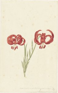 Red Lily by Catharina Lintheimer