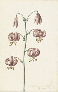 Twig with Reddish-Brown Lilies by Catharina Lintheimer