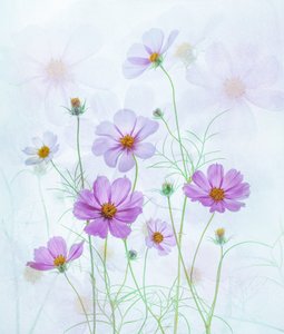 Dreamy Pink Cosmos by Catherine Wang