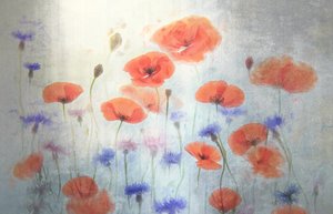 Soft Poppy Meadow by Catherine Wang