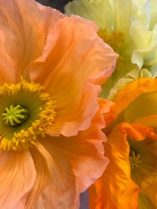 Composition - Flowers