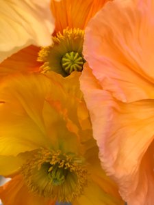 Composition - Flowers