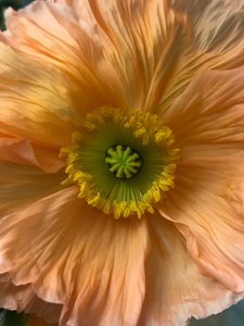Composition - Flowers