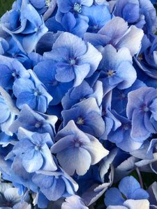 Composition - Flowers by Cécile Jamet
