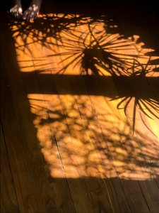 Composition - Shadows by Cécile Jamet