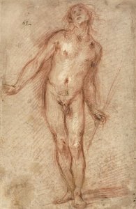 Standing Male Nude