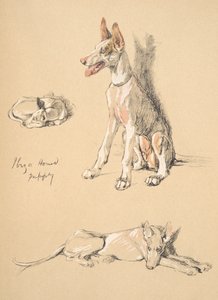 Ibiza Hound Puppy, 1930, Illustrations from his Sketch Book used for Just Among Friends, Aldin, Cecil Charles Windsor, later Published by Eyre and Spottiswoode Limited, 1934 by Cecil Charles Windsor Aldin