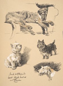 Irish Wolfhound, West Highlander and Cairn, Illustrations from his Sketch Book used for 