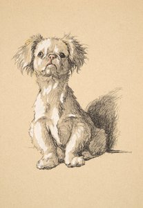 Peke, 1930, Illustrations from his Sketch Book used for Just Among Friends by Cecil Charles Windsor Aldin