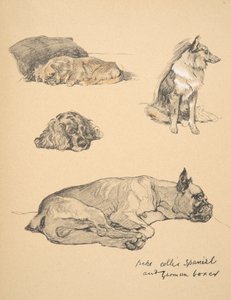 Peke, Collie, Spaniel and German Boxer, 1930, Illustrations from his Sketch Book for 