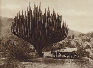 Mexico: Candelabra Cactus, Oaxaca by Cecile Seler Sachs