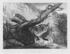 The Fox (engraving)
