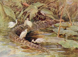 Crocodile and Attendant Egrets