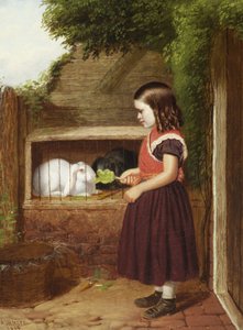 Feeding the Rabbits
