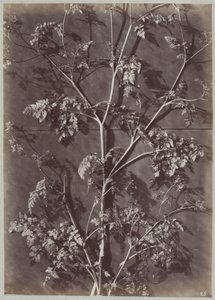 Study with Branches