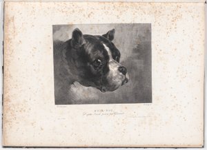 Bulldog by Charles Aubry