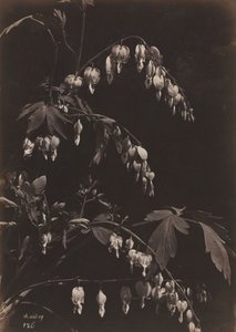Floral Still Life Bleeding Hearts