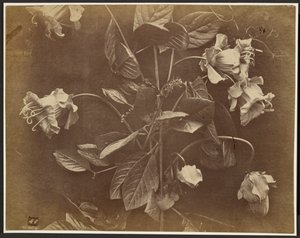 Flowering Vine by Charles Aubry