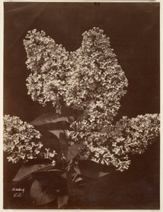 Lilacs by Charles Aubry