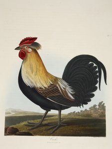 Cock, Phasianus, from 