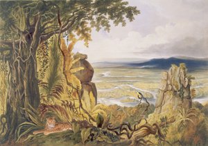 The Comuti or Taquiare Rock, on the River Essequibo, from 