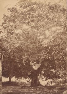 The Walnut Tree of Emperor Charles V, Yuste by Charles Clifford