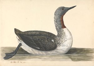 A Red Throated Diver, June 1742 by Charles Collins