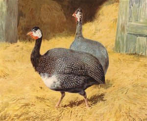 Guineafowl by Charles Collins
