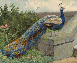Peacock by Charles Collins
