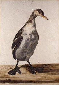 The Greater Loon by Charles Collins