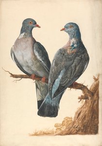 Two Wood Pigeons by Charles Collins