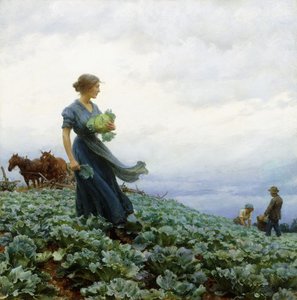 The Cabbage Field
