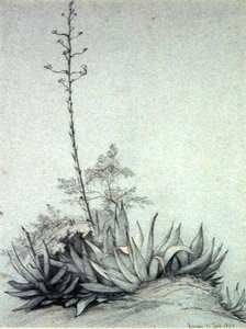 Flowering Yucca by Charles Damour