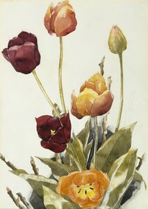 Tulips, 1933