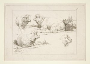 Study of Sheep