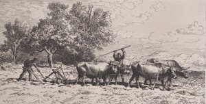 Attelage de Boeufs