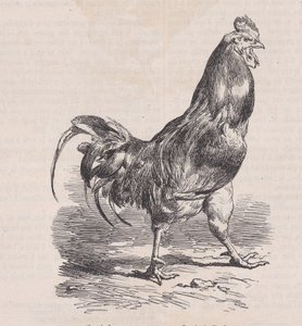 Farm Rooster, Common Breed, from Magasin Pittoresque