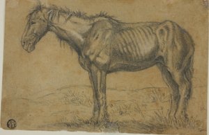 Emaciated Horse; Frontal View of a Horse