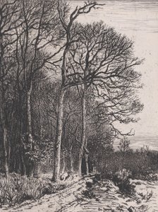 Edge of the Woods