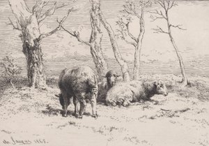 Sheep
