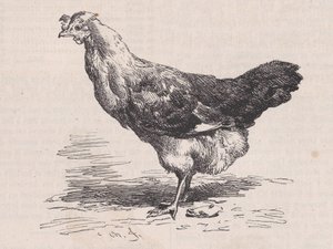 Ordinary French Hen, Poor Layer, from Magasin Pittoresque by Charles Emile Jacque